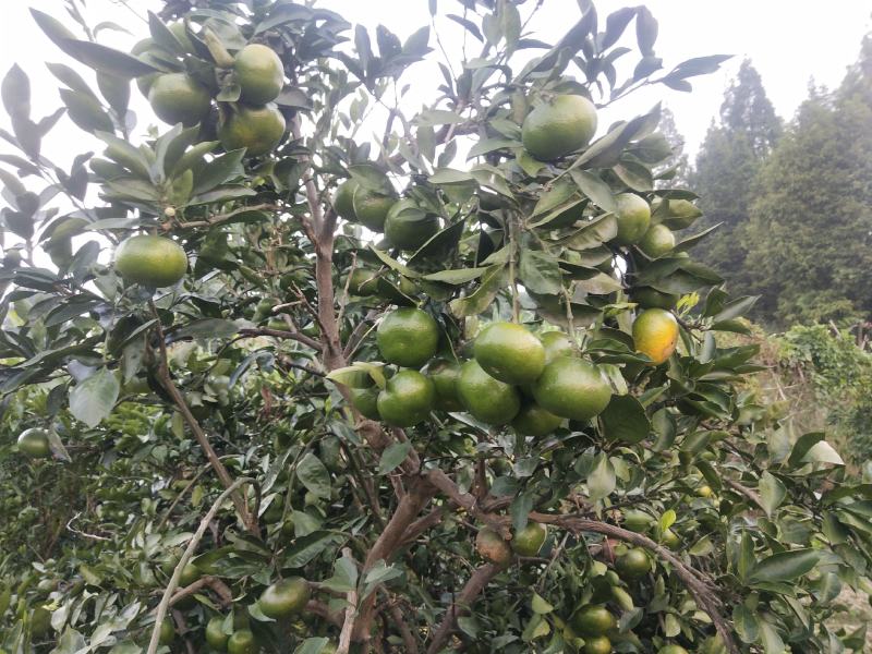 湖南特早熟蜜桔