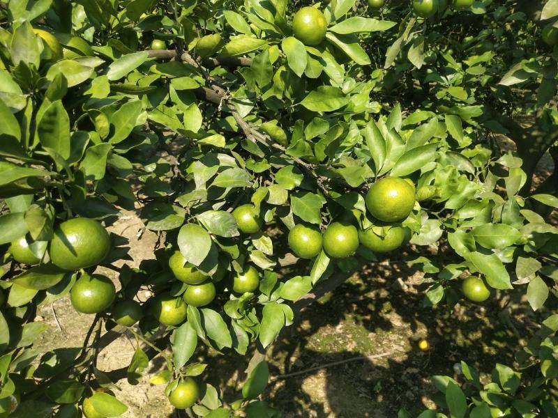湖南特早熟蜜桔