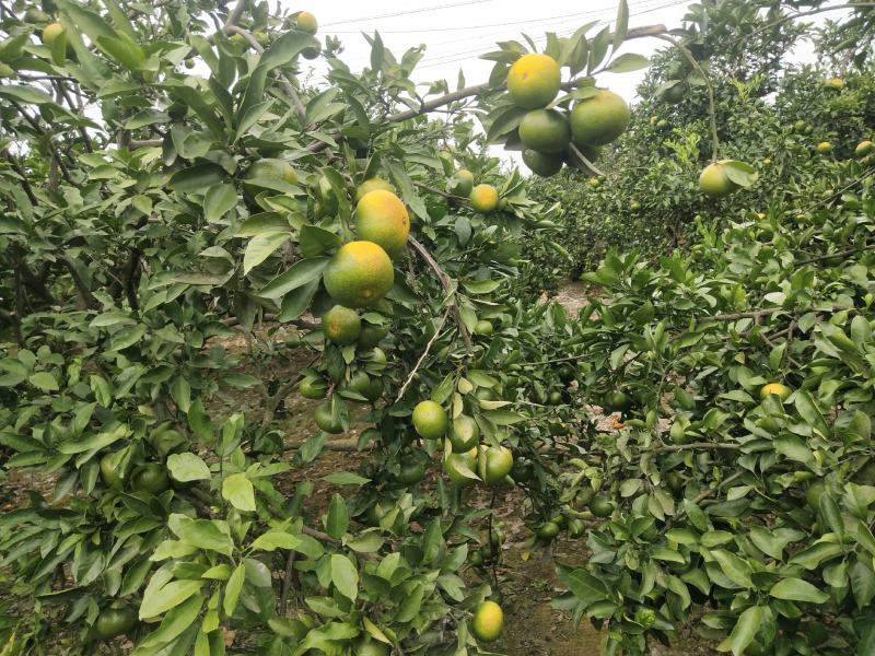 湖南特早熟蜜桔