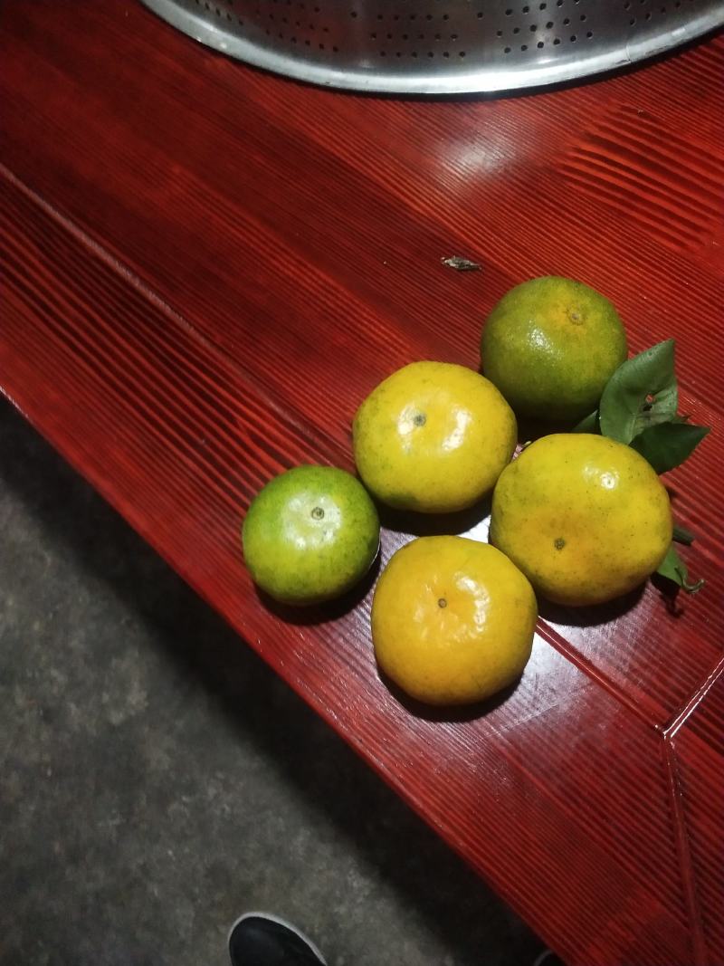 湖南特早熟蜜桔