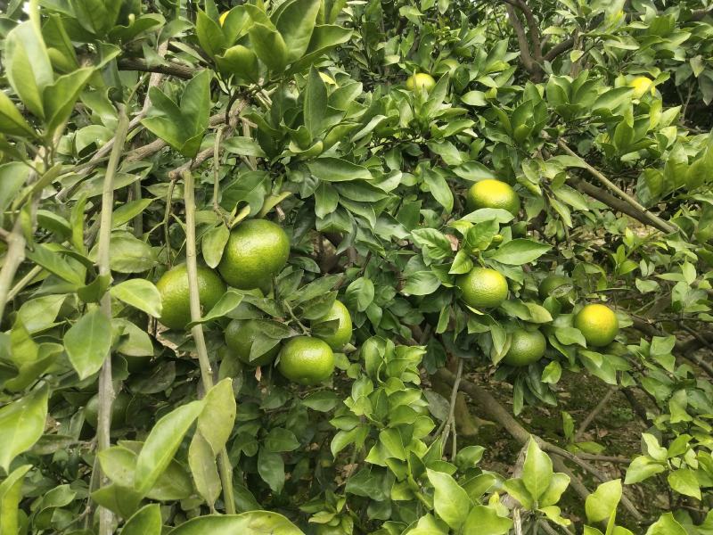 湖南特早熟蜜桔