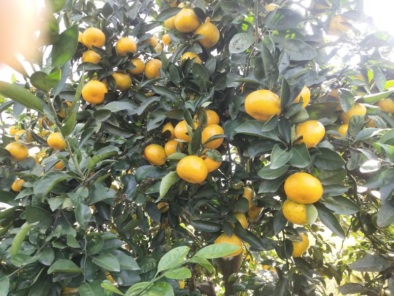 湖南特早熟蜜桔