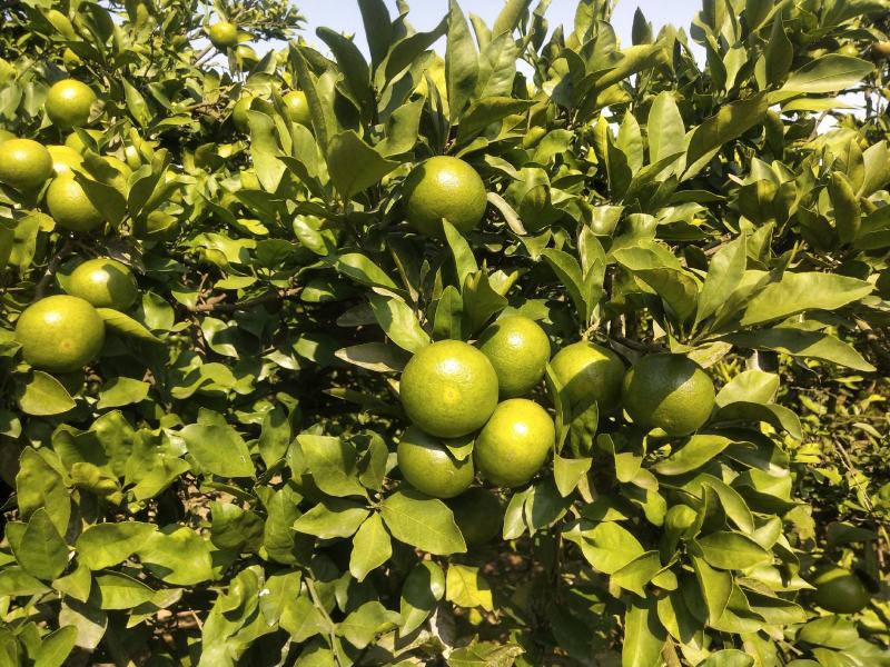 湖南特早熟蜜桔