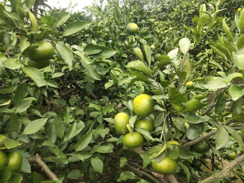 湖南特早熟蜜桔