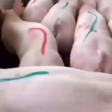 杜洛克公猪，性欲强，抗病能力强，欢迎选购！
