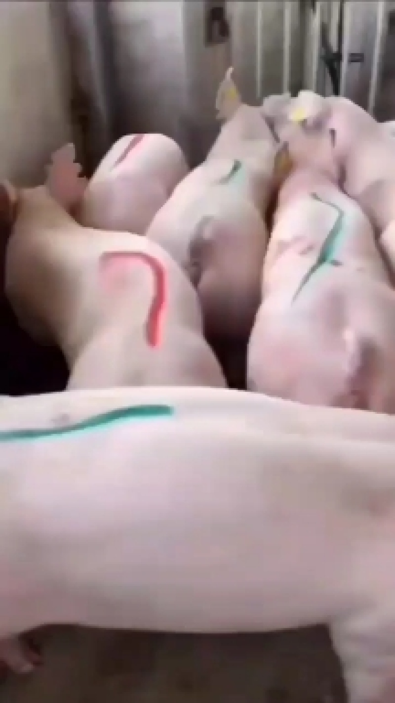 杜洛克公猪，性欲强，抗病能力强，欢迎选购！