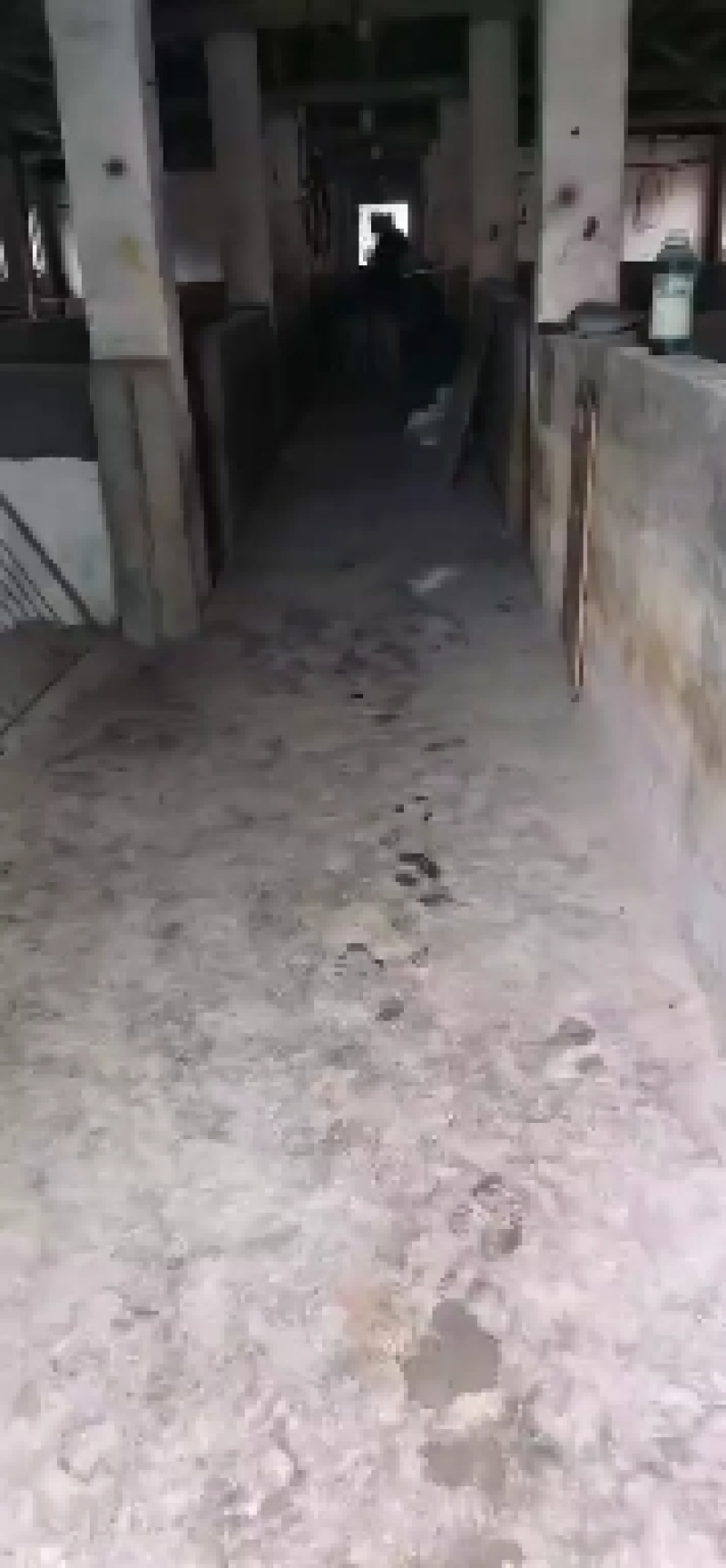 杜洛克公猪，性欲强，抗病能力强，欢迎选购！