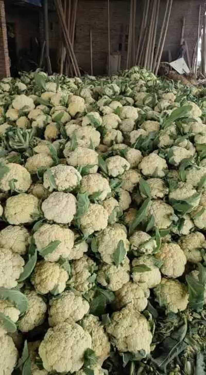 山东聊城有机花。菜花。白面青梗，产地直发。质量保证。
