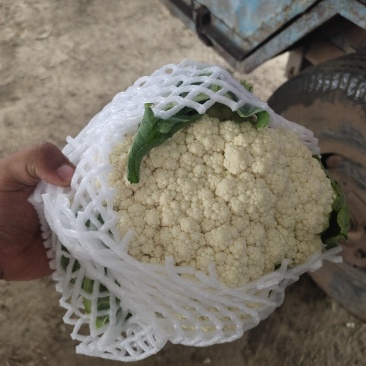 山东聊城有机花。菜花。白面青梗，产地直发。质量保证。