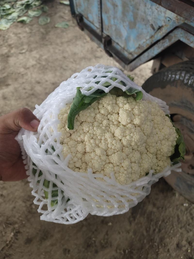 山东聊城有机花。菜花。白面青梗，产地直发。质量保证。