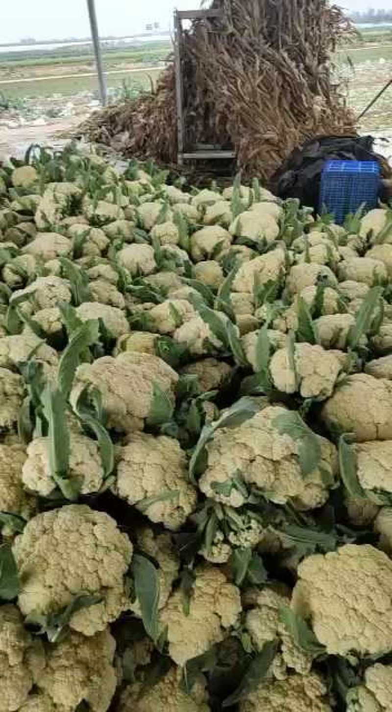 山东聊城有机花。菜花。白面青梗，产地直发。质量保证。