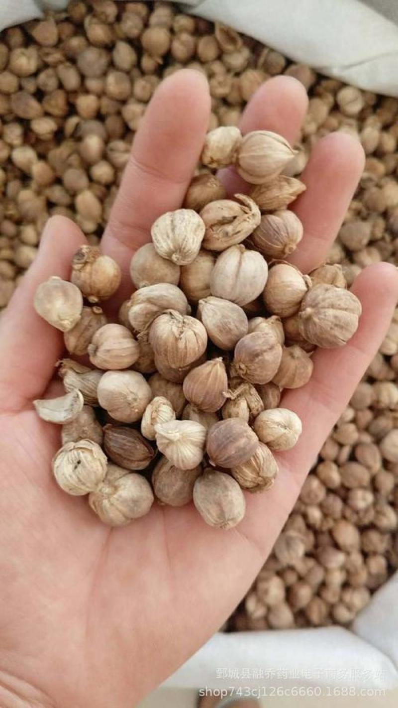 豆蔻，白豆蔻新货气味浓统货质量保证现货供应欢迎咨询合作
