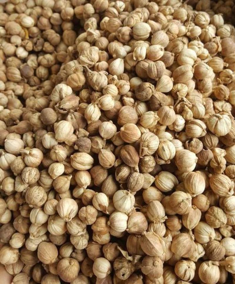 豆蔻，白豆蔻新货气味浓统货质量保证现货供应欢迎咨询合作