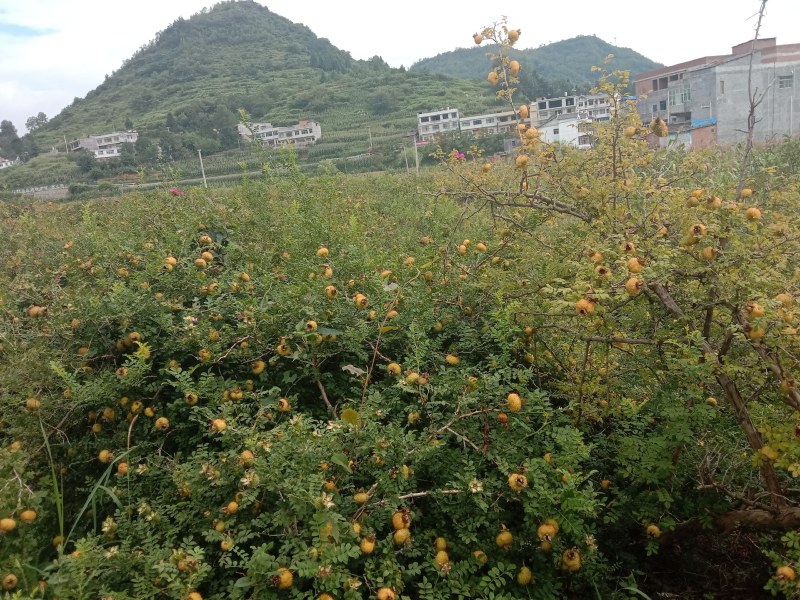 贵州刺梨，贵龙5号，产地直销，个大果甜多汁