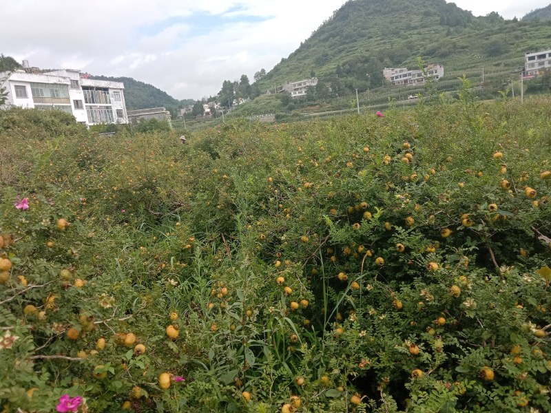 贵州刺梨，贵龙5号，产地直销，个大果甜多汁