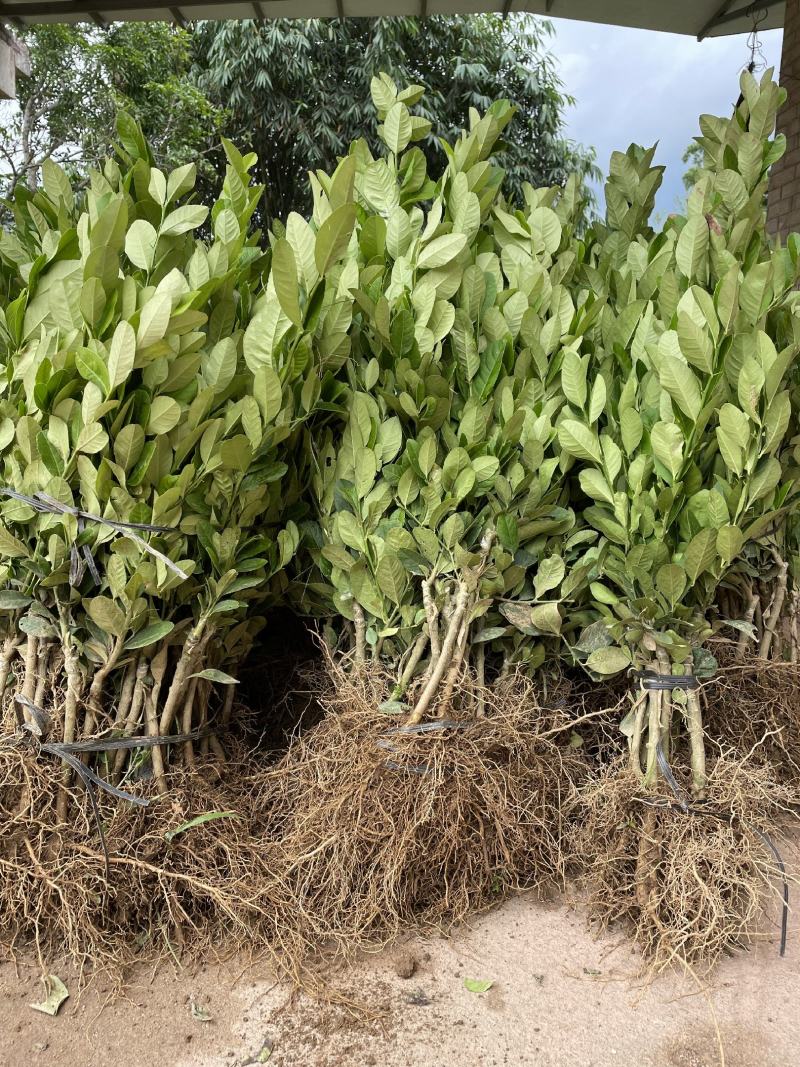 广东香水柠檬树苗奶茶店专用四季香水柠檬无籽嫁接苗果树盆栽