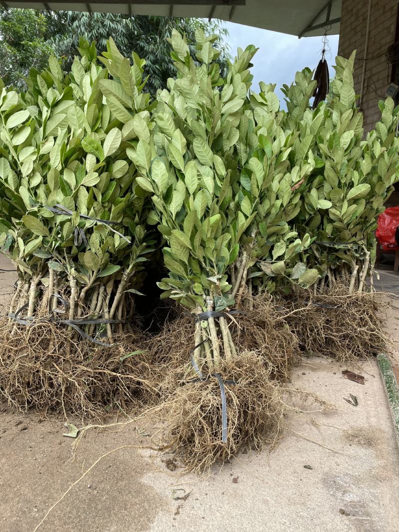 广东香水柠檬树苗奶茶店专用四季香水柠檬无籽嫁接苗果树盆栽