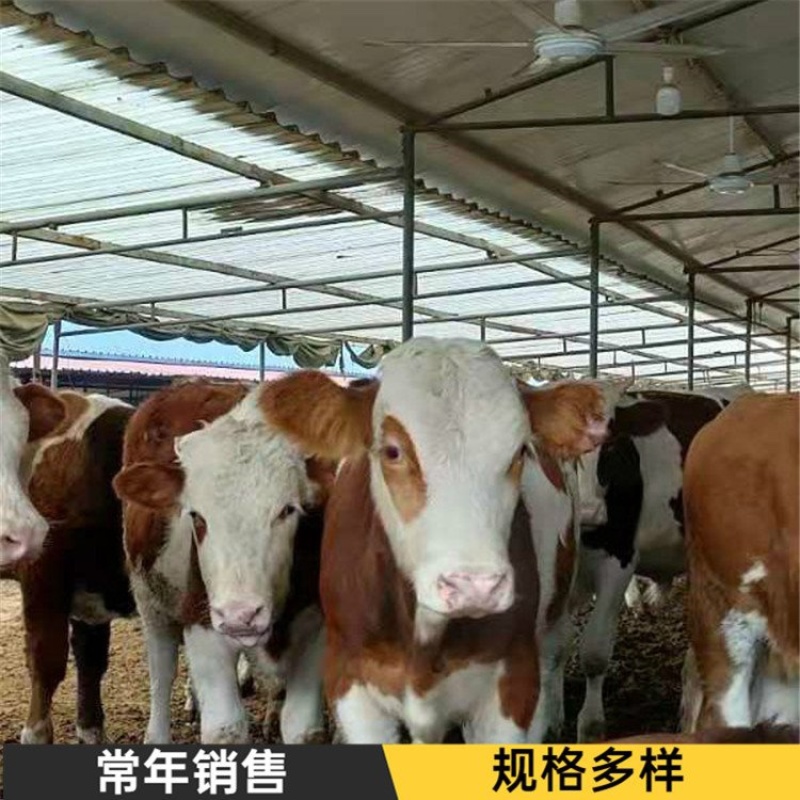 （精选）西门塔尔牛犊肉牛犊牛仔断奶牛犊牛苗包健康