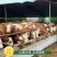 （精选）西门塔尔牛犊肉牛犊牛仔断奶牛犊牛苗包健康