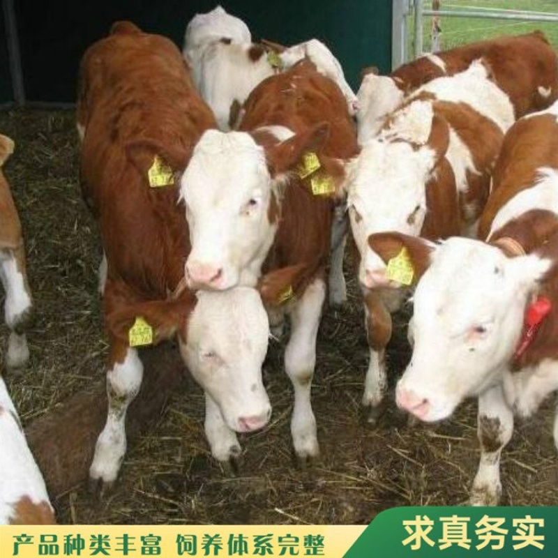 （精选）西门塔尔牛犊肉牛犊牛仔断奶牛犊牛苗包健康