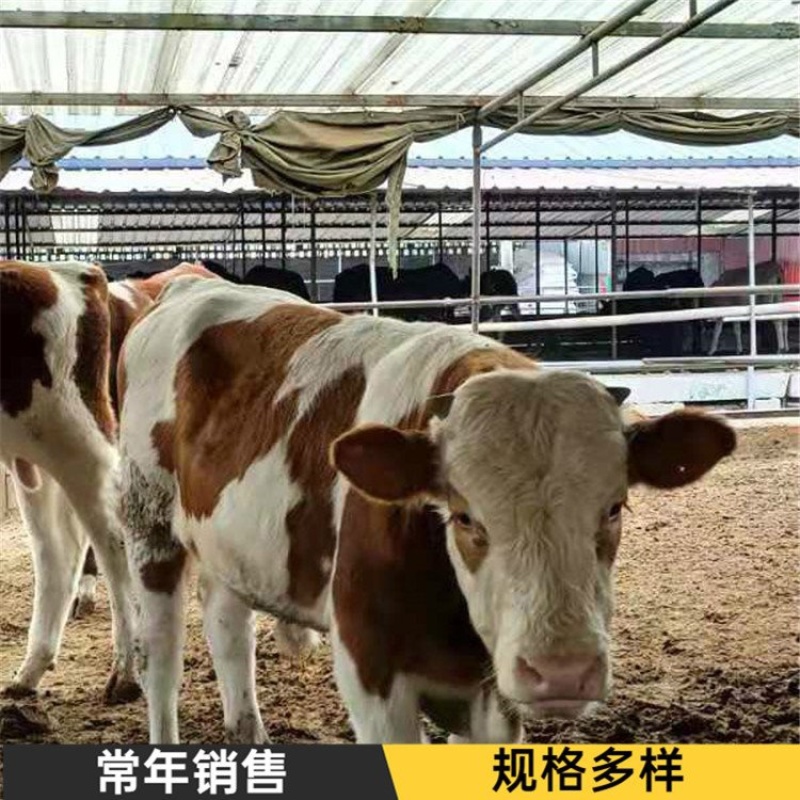 （精选）西门塔尔牛犊肉牛犊牛仔断奶牛犊牛苗包健康