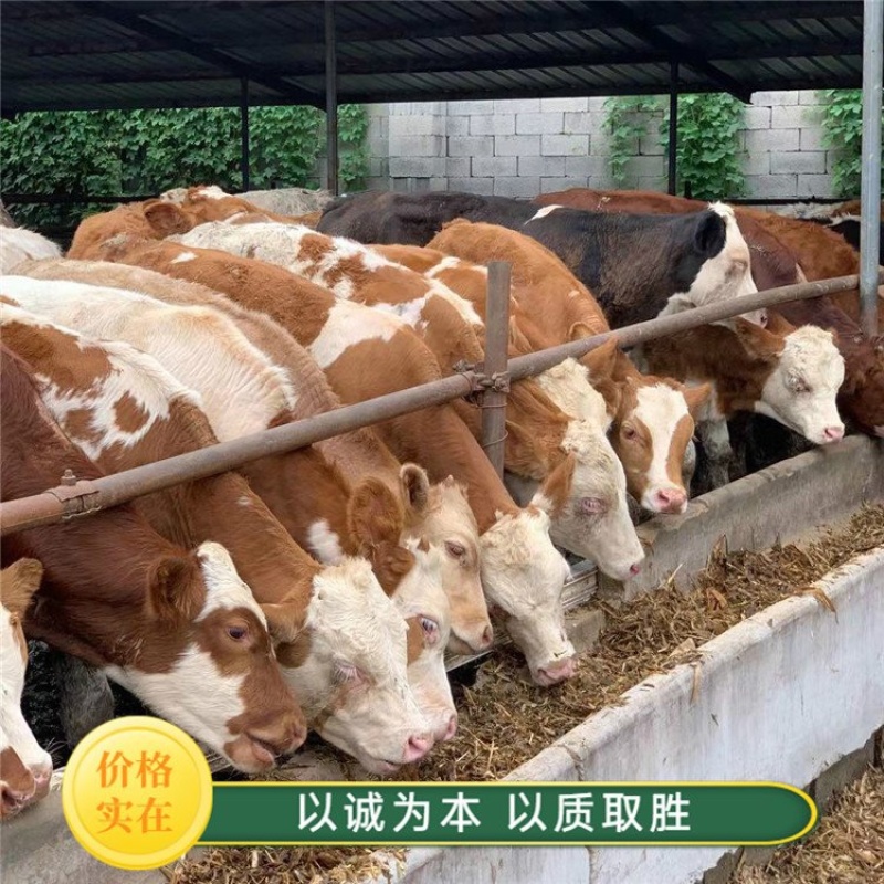 （精选）西门塔尔牛犊肉牛犊牛仔断奶牛犊牛苗包健康