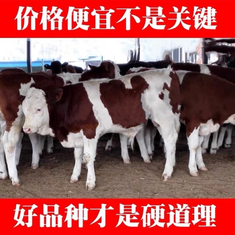 （精选）西门塔尔牛犊肉牛犊牛仔断奶牛犊牛苗包健康