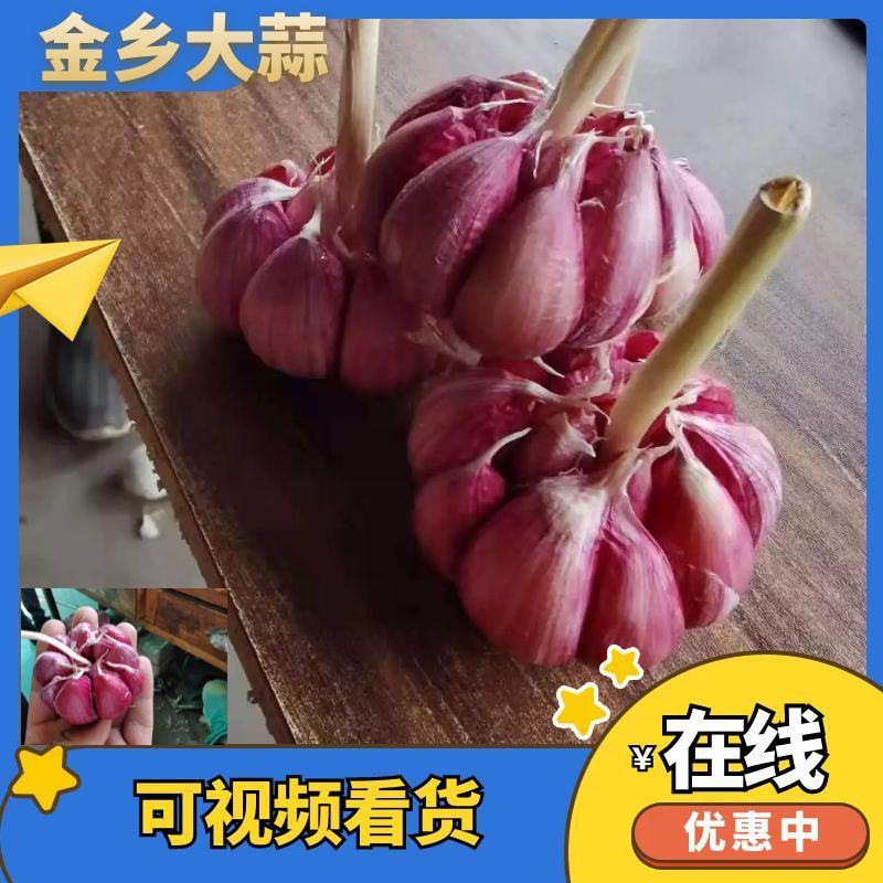 【推荐】金乡太空大蒜山东大蒜专业代收代发对接全国