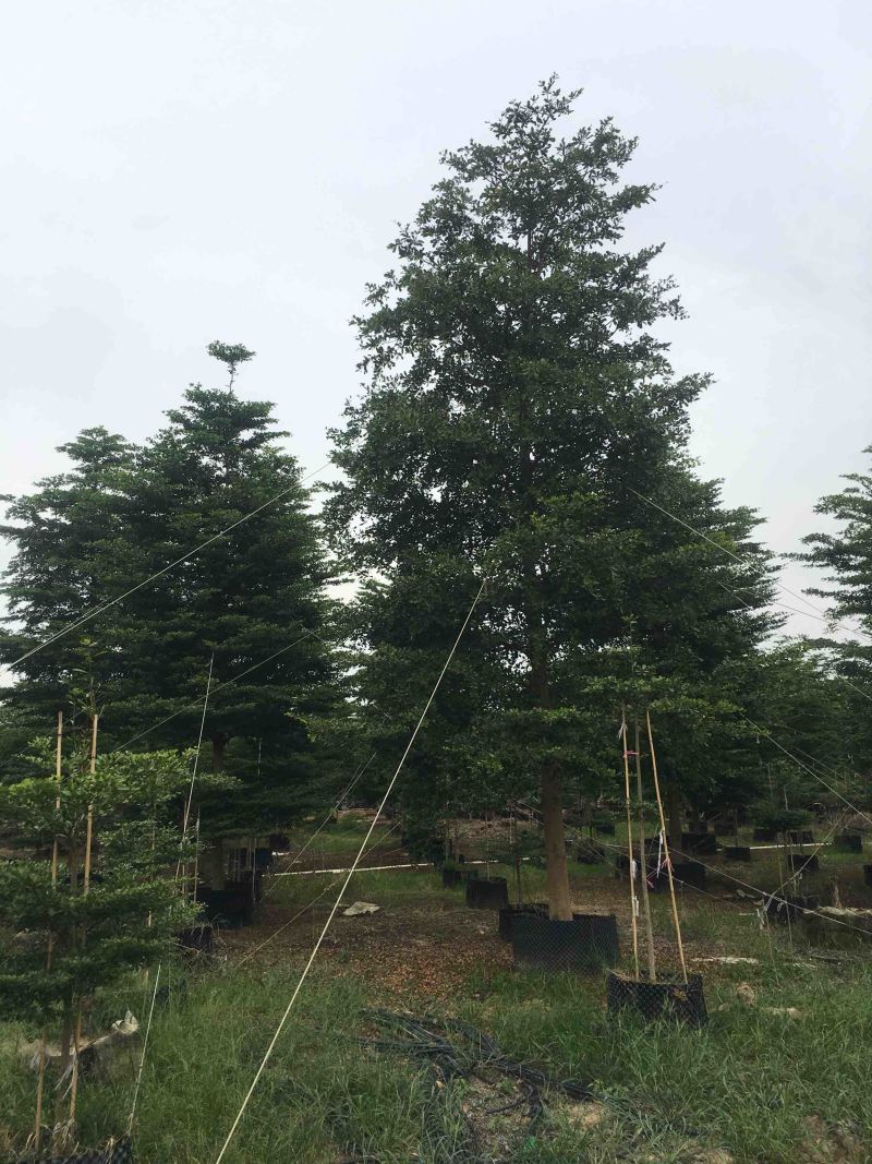 榄仁树细叶榄仁小叶榄仁基地大量现货供应，欢迎各位客户咨询