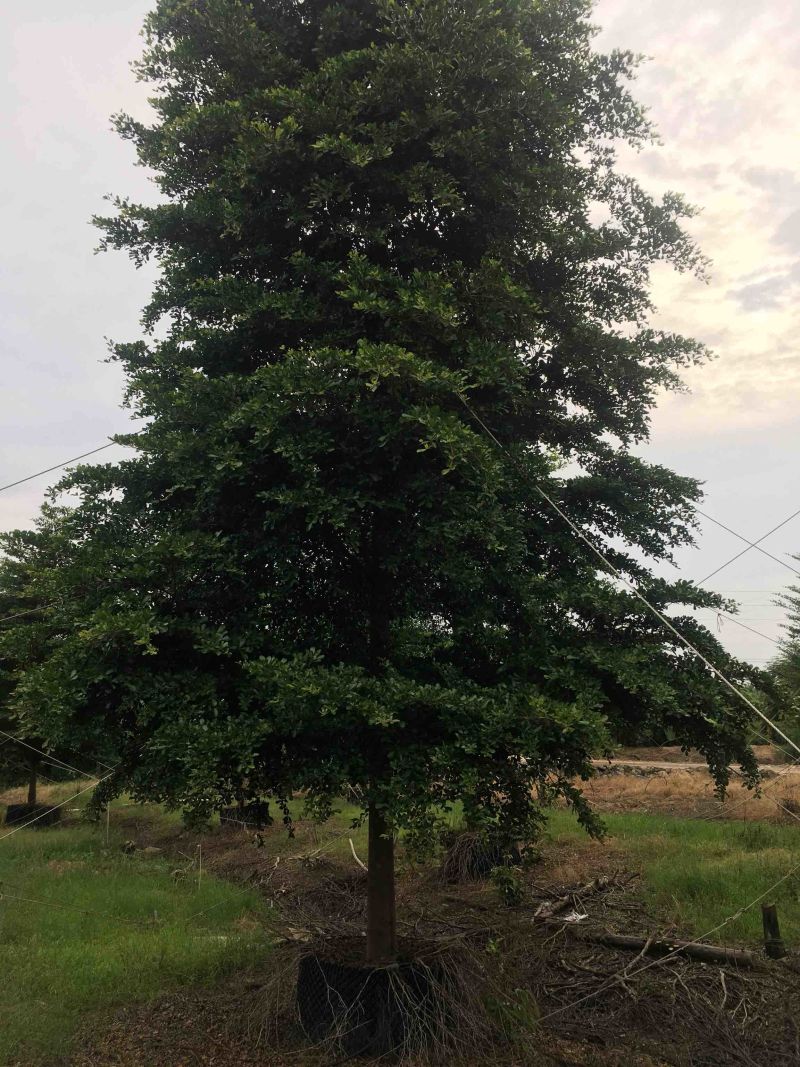 榄仁树细叶榄仁小叶榄仁基地大量现货供应，欢迎各位客户咨询