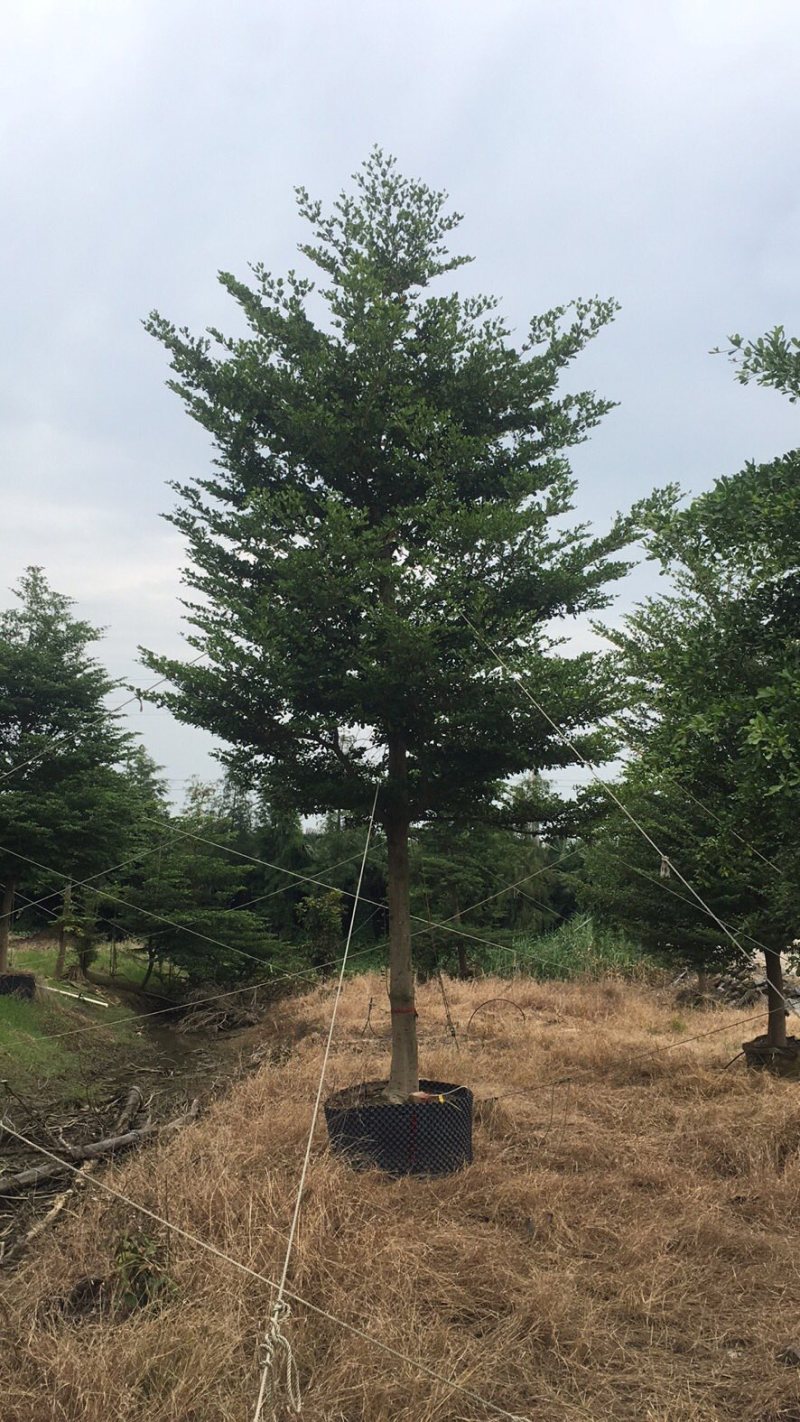 榄仁树细叶榄仁小叶榄仁基地大量现货供应，欢迎各位客户咨询