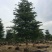 榄仁树细叶榄仁小叶榄仁基地大量现货供应，欢迎各位客户咨询