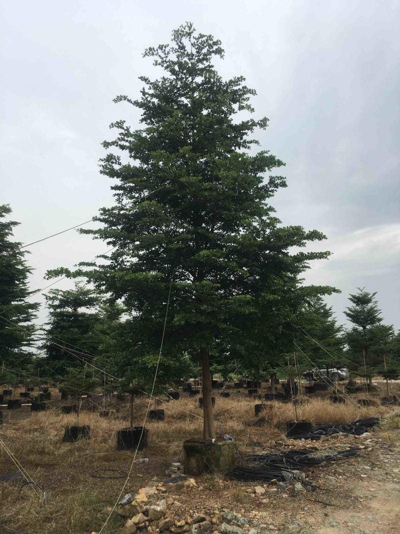 榄仁树细叶榄仁小叶榄仁基地大量现货供应，欢迎各位客户咨询