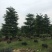 榄仁树细叶榄仁小叶榄仁基地大量现货供应，欢迎各位客户咨询