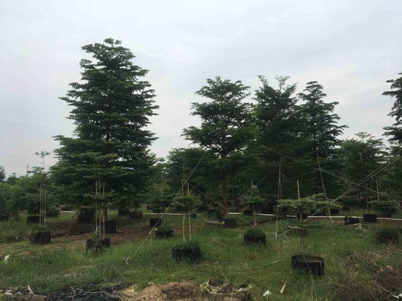 榄仁树细叶榄仁小叶榄仁基地大量现货供应，欢迎各位客户咨询