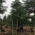 榄仁树细叶榄仁小叶榄仁基地大量现货供应，欢迎各位客户咨询