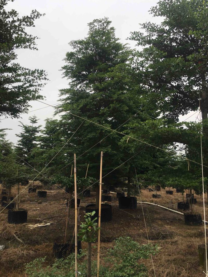 榄仁树细叶榄仁小叶榄仁基地大量现货供应，欢迎各位客户咨询