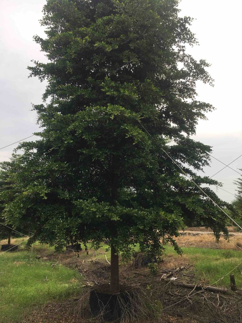 榄仁树细叶榄仁小叶榄仁基地大量现货供应，欢迎各位客户咨询