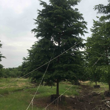榄仁树细叶榄仁小叶榄仁基地大量现货供应，欢迎各位客户咨询