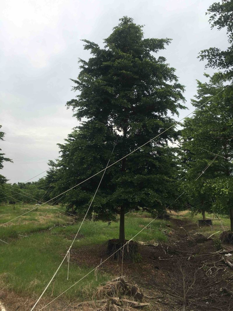 榄仁树细叶榄仁小叶榄仁基地大量现货供应，欢迎各位客户咨询