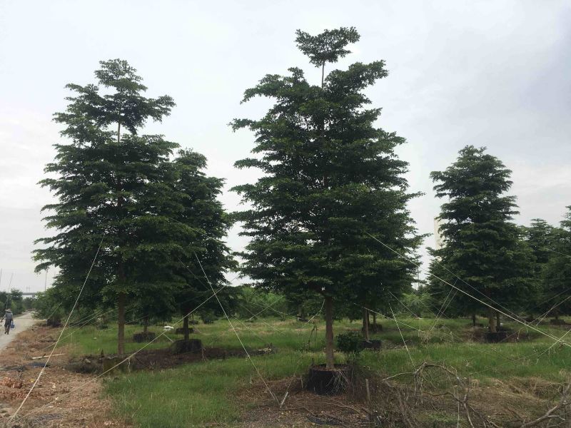 榄仁树细叶榄仁小叶榄仁基地大量现货供应，欢迎各位客户咨询