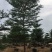 榄仁树细叶榄仁小叶榄仁基地大量现货供应，欢迎各位客户咨询