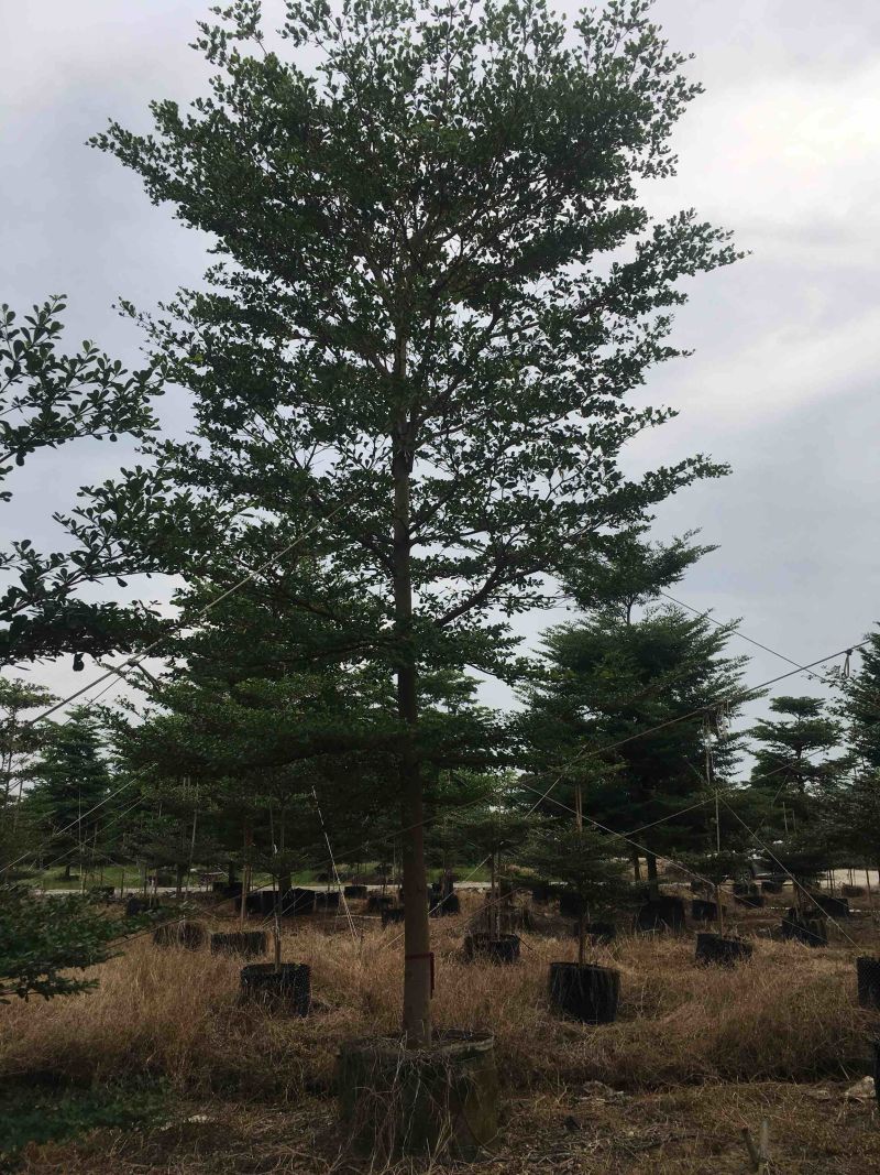 榄仁树细叶榄仁小叶榄仁基地大量现货供应，欢迎各位客户咨询