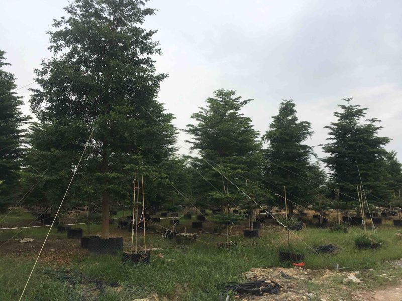 榄仁树细叶榄仁小叶榄仁基地大量现货供应，欢迎各位客户咨询