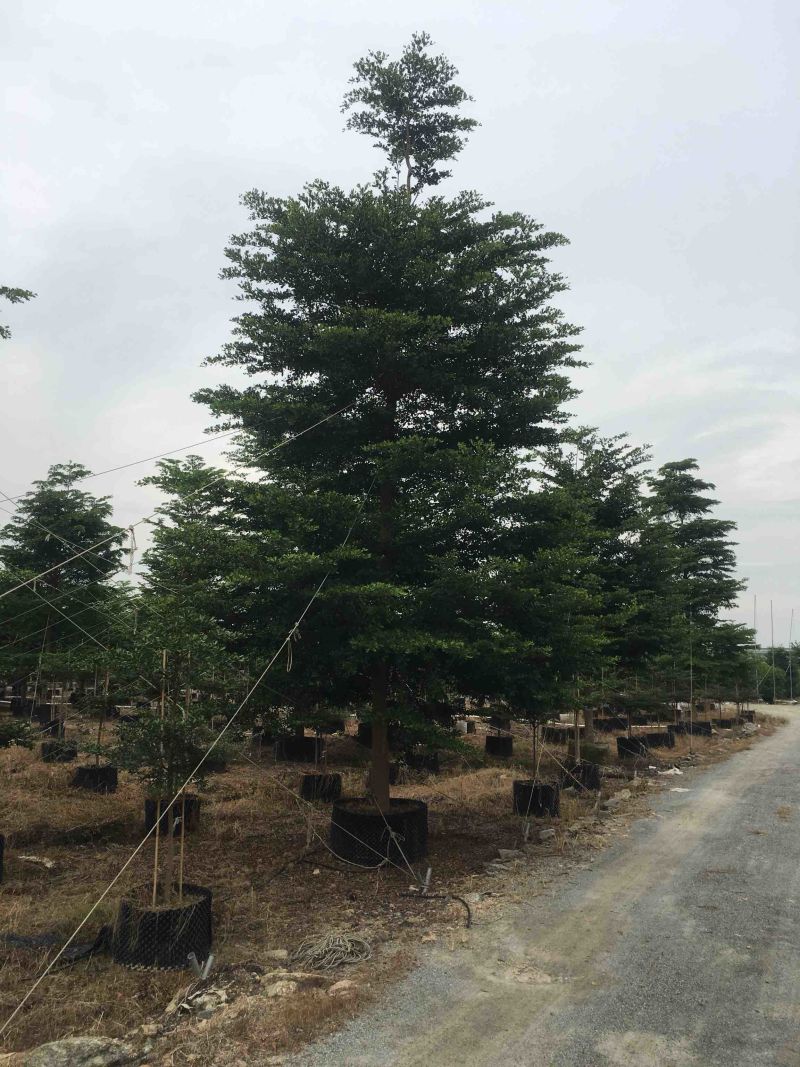 榄仁树细叶榄仁小叶榄仁基地大量现货供应，欢迎各位客户咨询