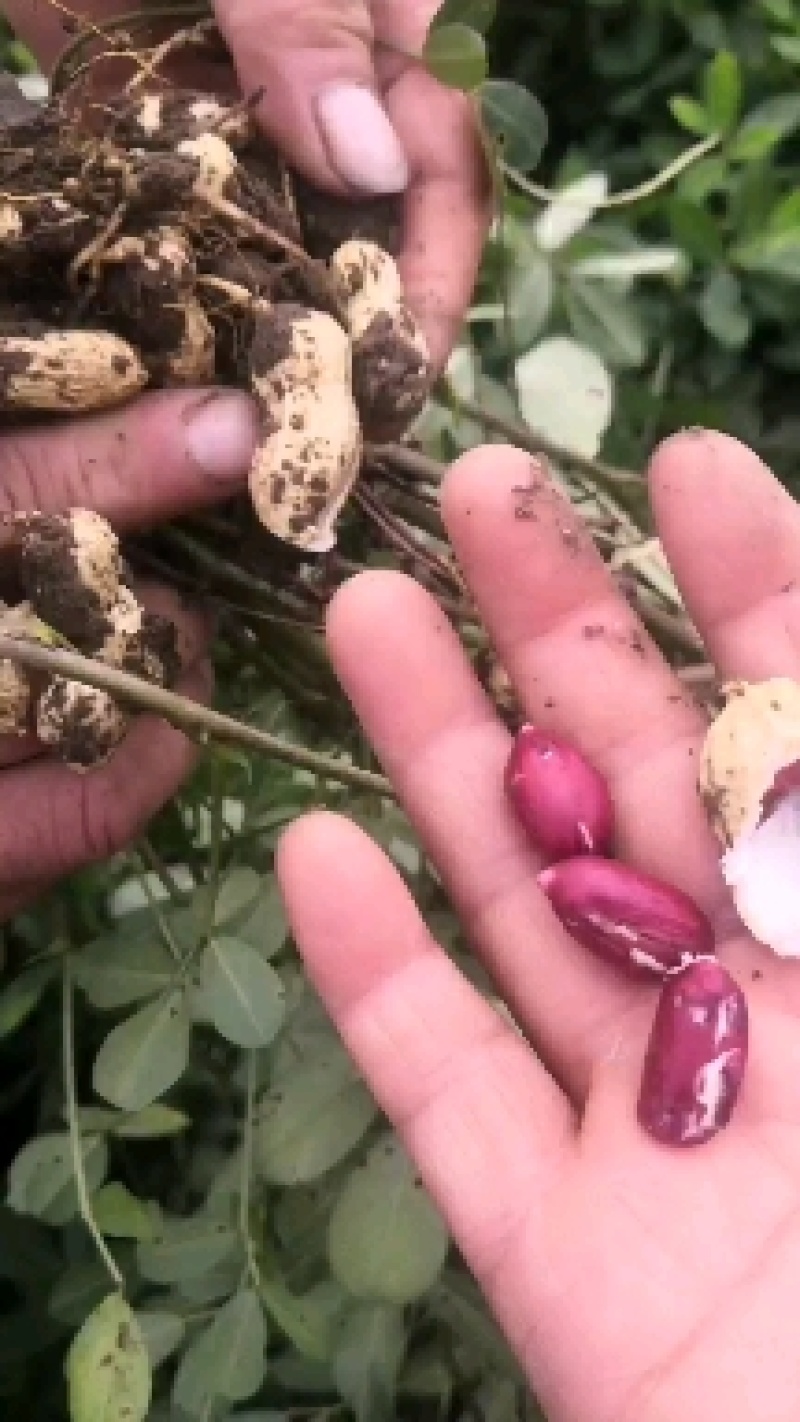 黑花生米，富含花青素等元素，口感特香，脆柔，’营养丰富，