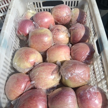 深州水果种植基地，80以上红星苹果
