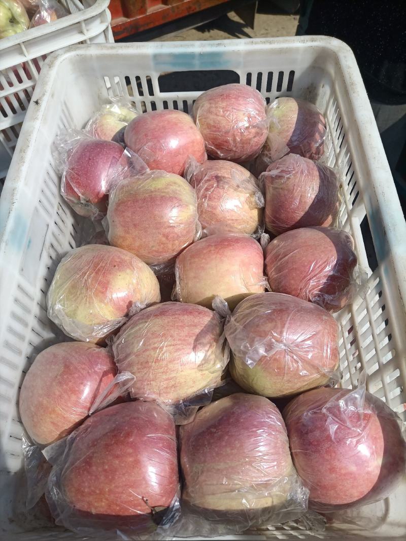 深州水果种植基地，80以上红星苹果