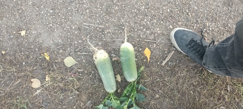 黑龙江齐齐哈尔优质青萝卜