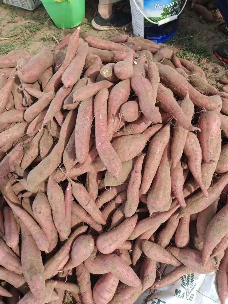 红薯板栗红薯沙地红薯产地直销量大从优需要大量有货需的联系